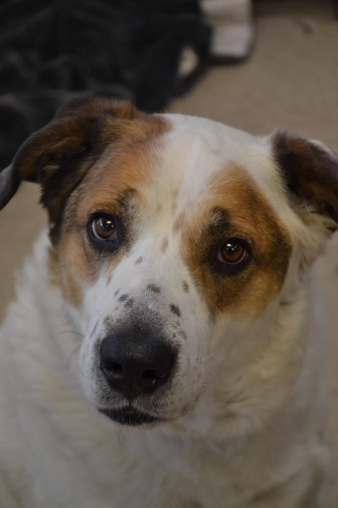 Enlarge Teddy, a Adoptable mixed breed in Heber City, UT image 3/3