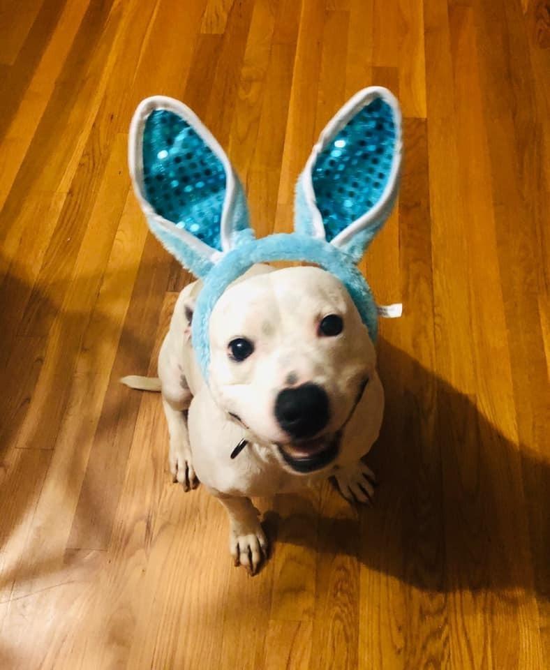 Hogan, Adoptable, Adult Male Pit Bull Terrier.