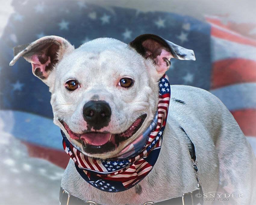 Enlarge Hogan, a Adopted mixed breed in Charlotte, NC image 2/6