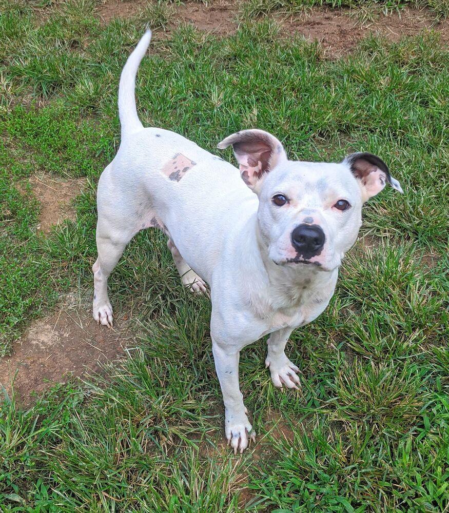 Hogan, Adopted, Adult Male Pit Bull Terrier.