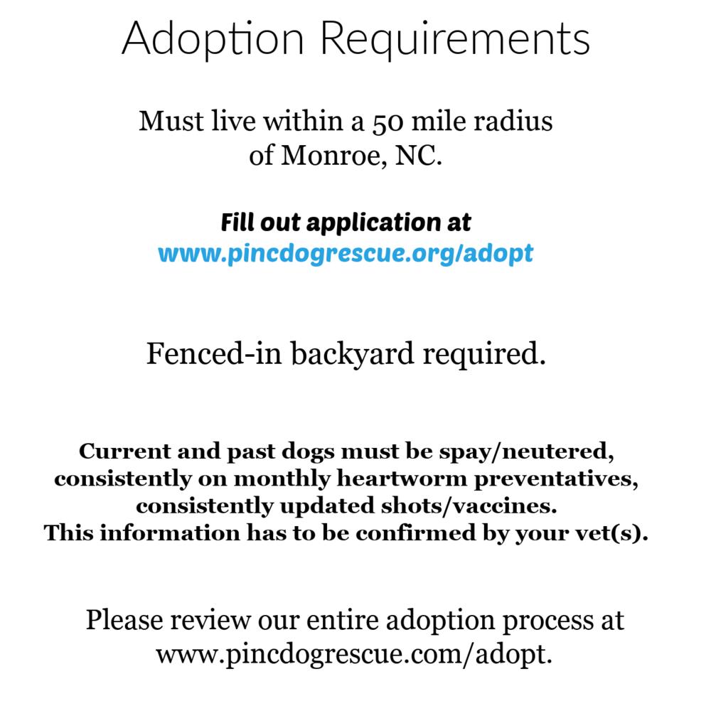 Enlarge Hogan, a Adopted mixed breed in Charlotte, NC image 4/6