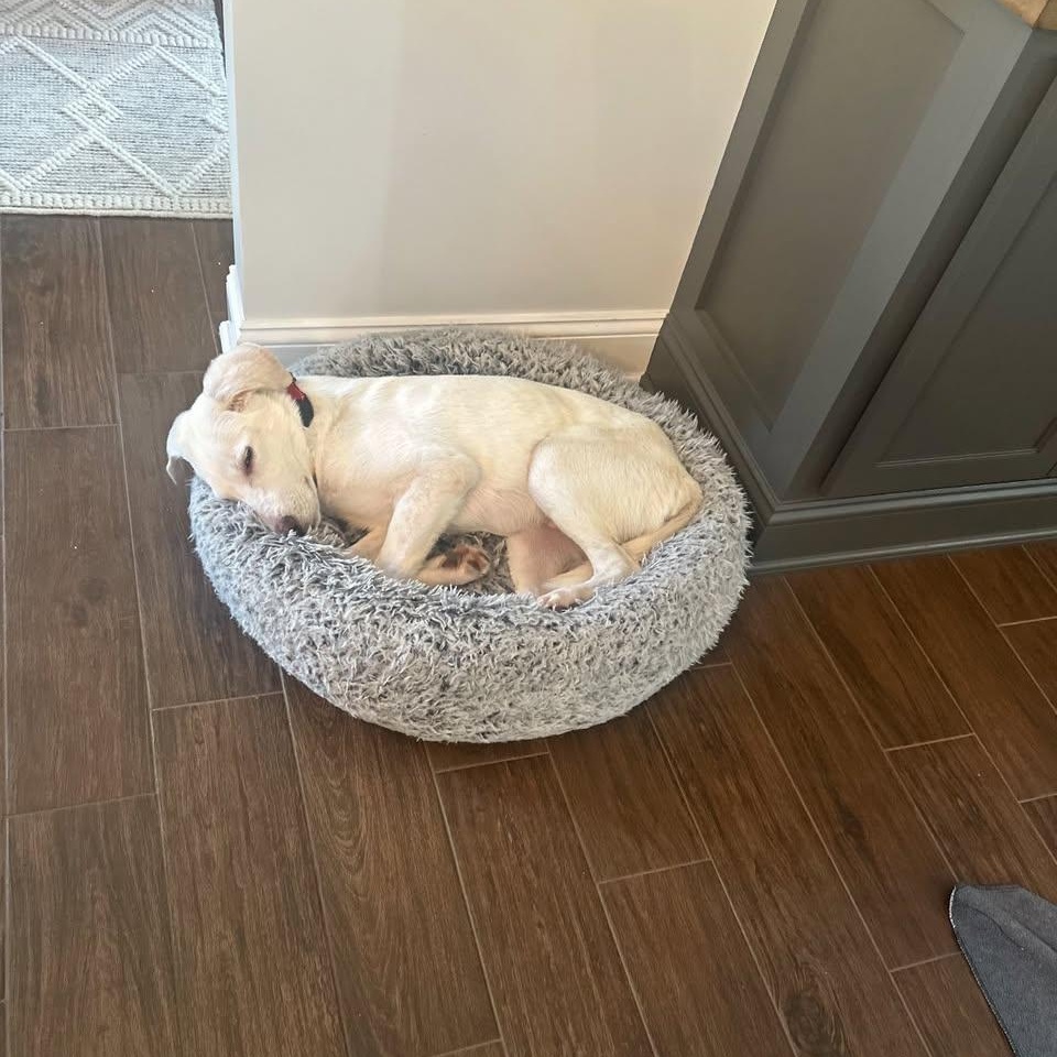 Double Down, ADOPTABLE, Puppy Male Great Pyrenees & Mixed Breed.