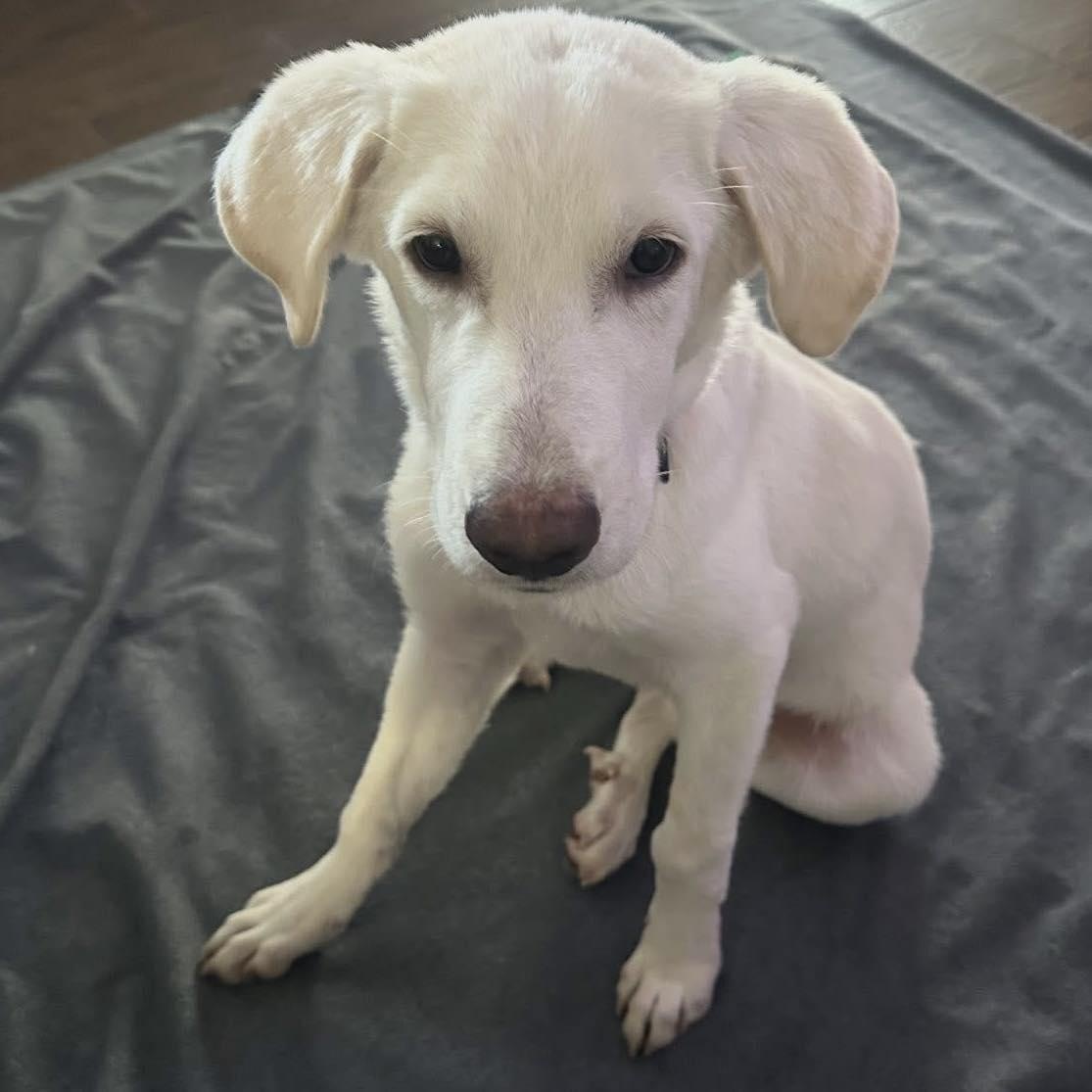 Enlarge Double Down, a ADOPTABLE mixed breed in Yaphank, NY image 2/2