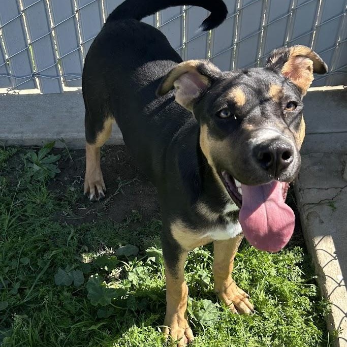 Bodhi 25-956, Adopted, Young Male Rottweiler & Shepherd.