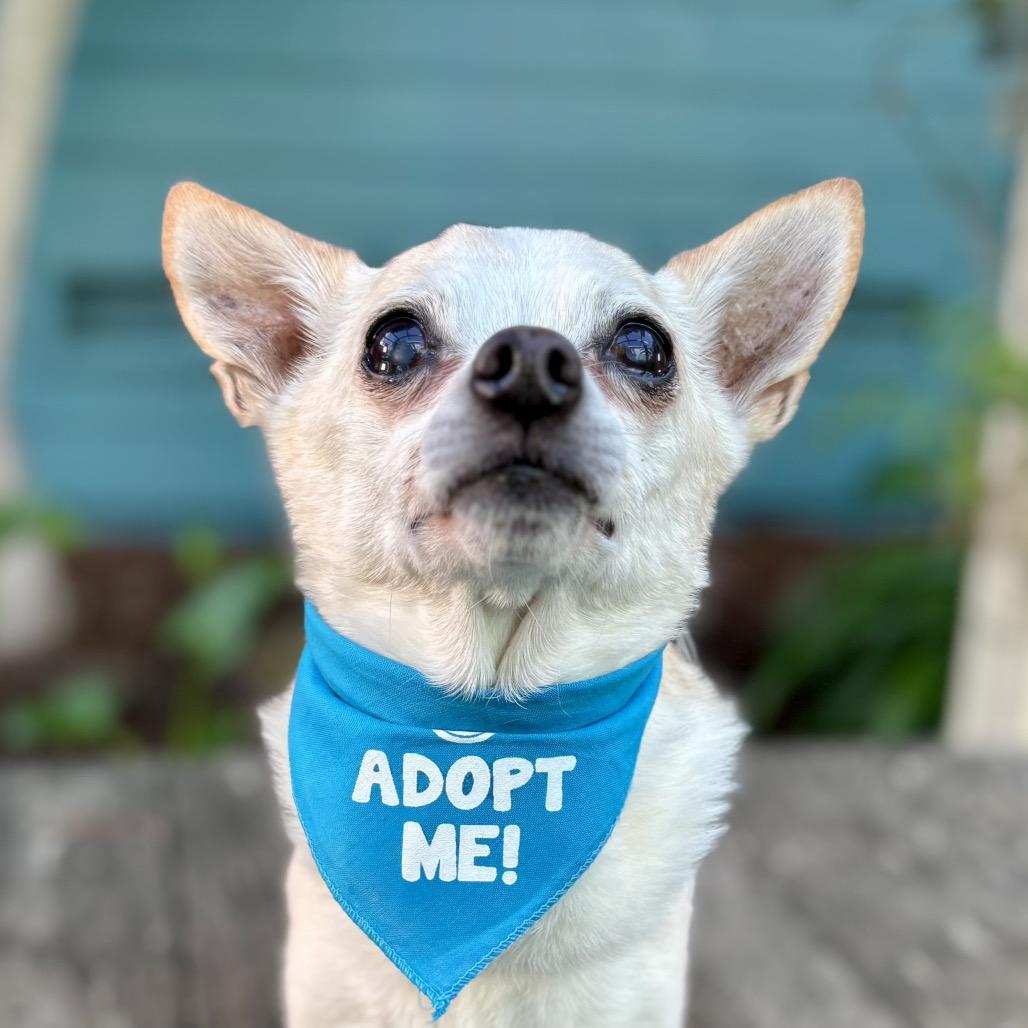 Chucky — thumbnail 2