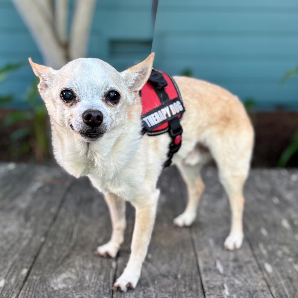 Enlarge Chucky, a Adoptable Chihuahua in Pacific Grove, CA image 4/6
