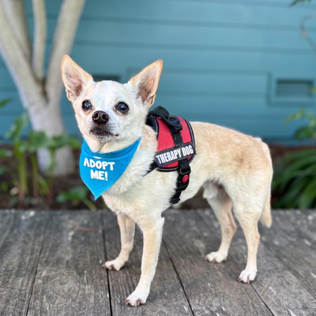 Enlarge Chucky, a Adoptable Chihuahua in Pacific Grove, CA image 6/6