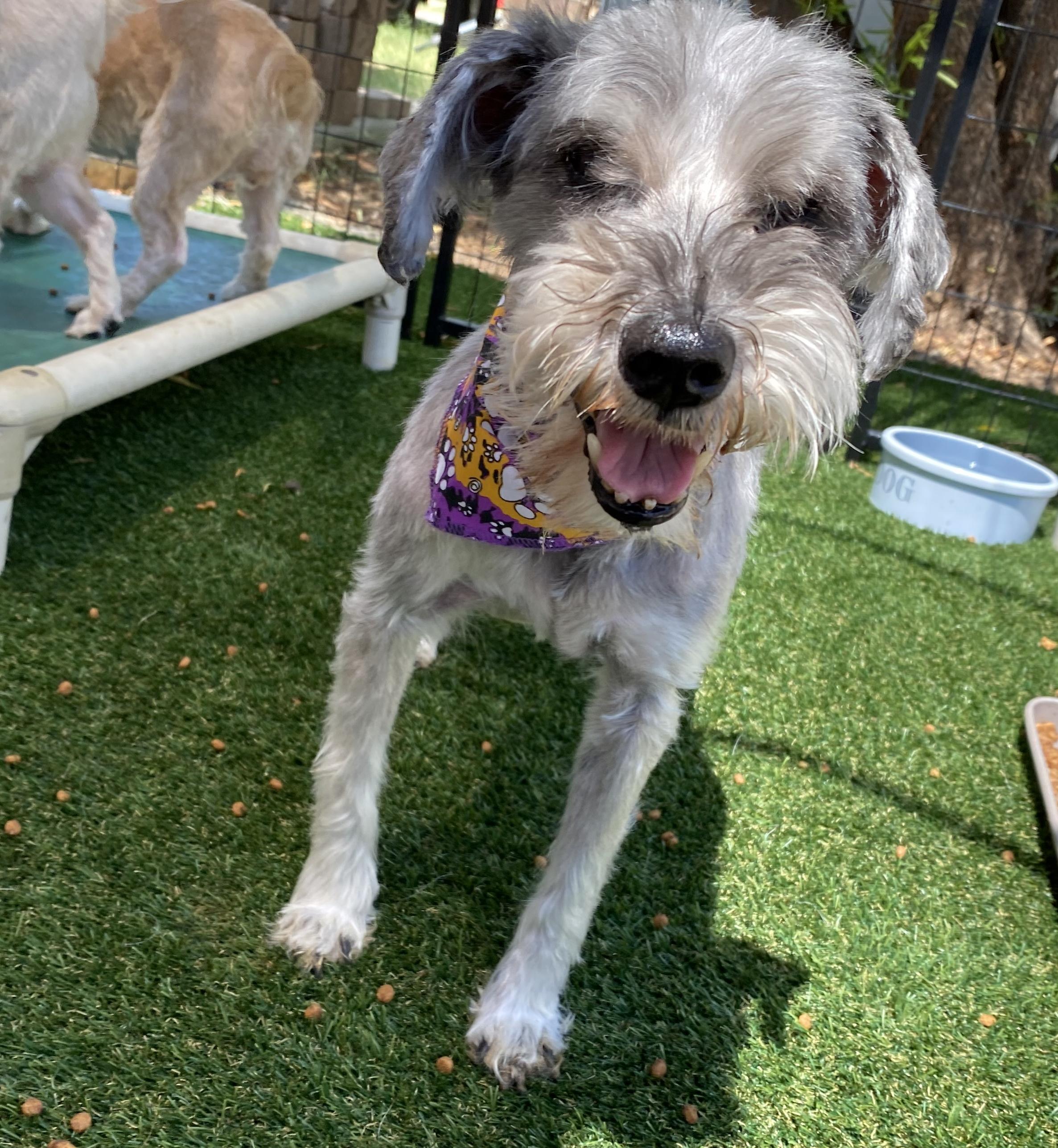 Nora, Senior Female Terrier