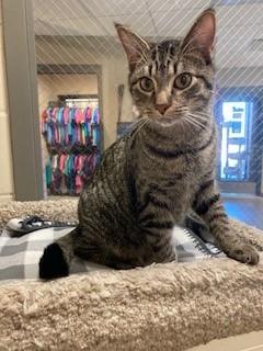 Enlarge Smidgen, a Adoptable Domestic Short Hair in Mason City, IA image 1/2