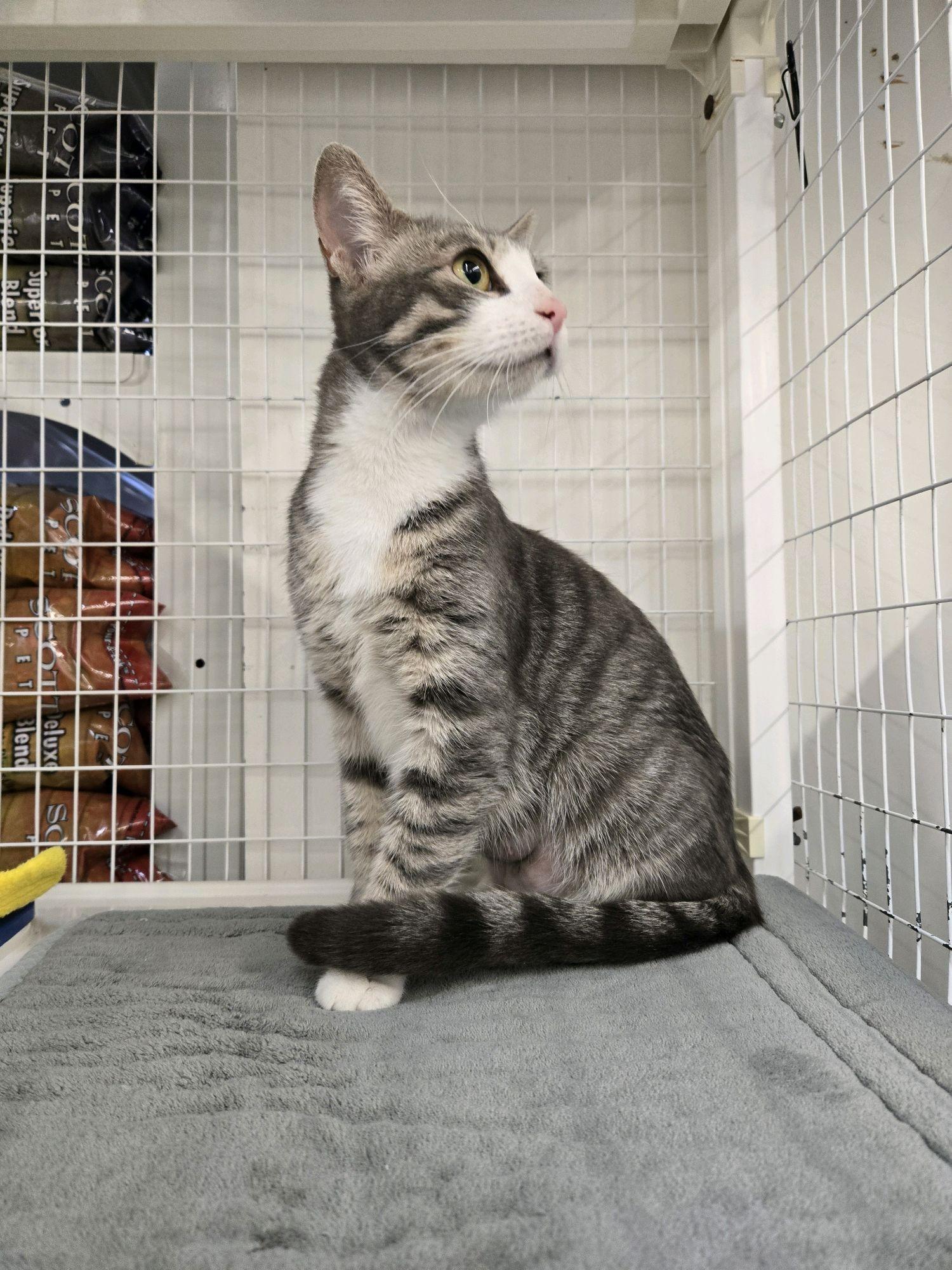 Enlarge Champagne, a ADOPTABLE Domestic Short Hair in Indianapolis, IN image 1/2