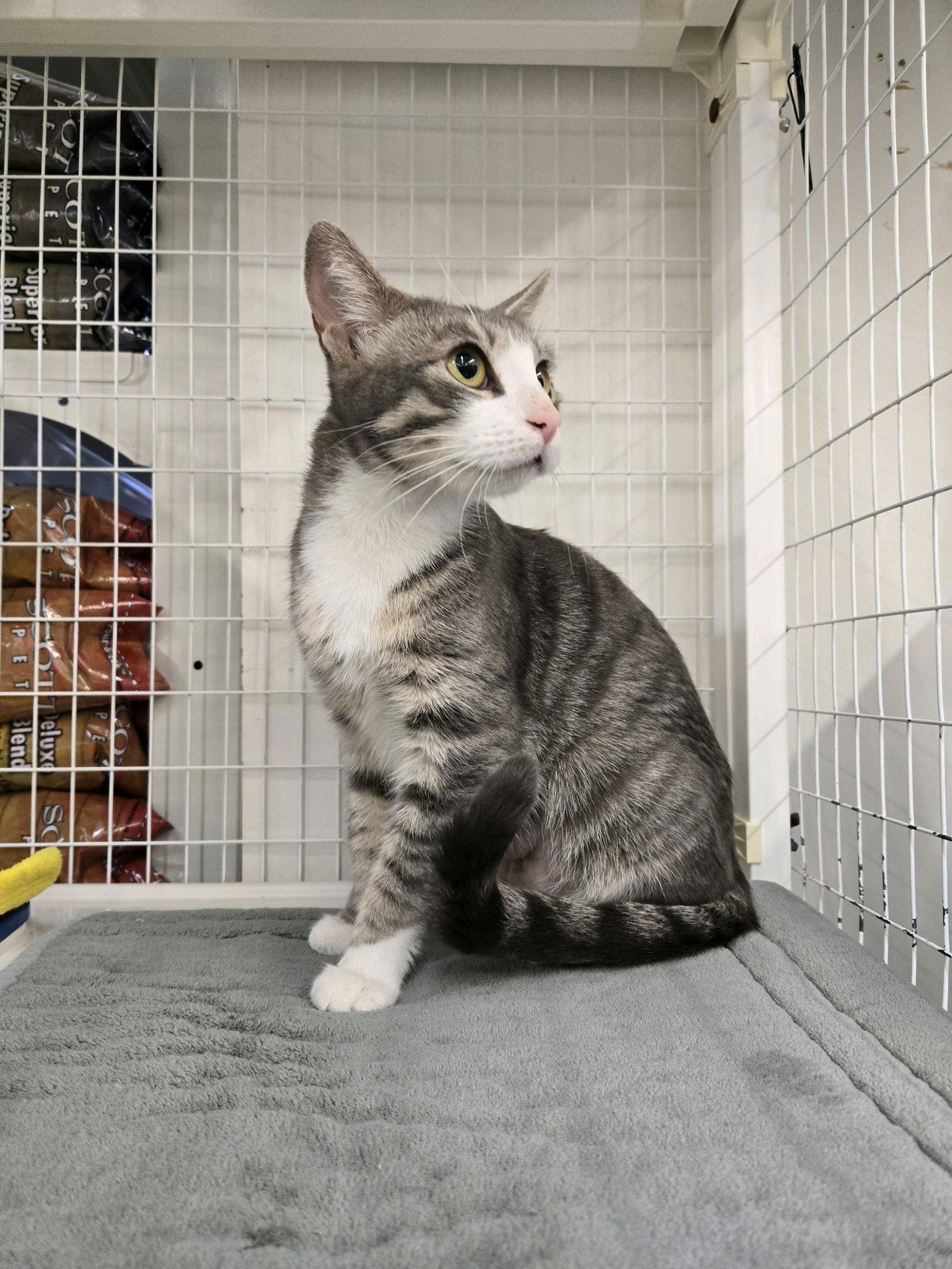 Enlarge Champagne, a ADOPTABLE Domestic Short Hair in Indianapolis, IN image 2/2