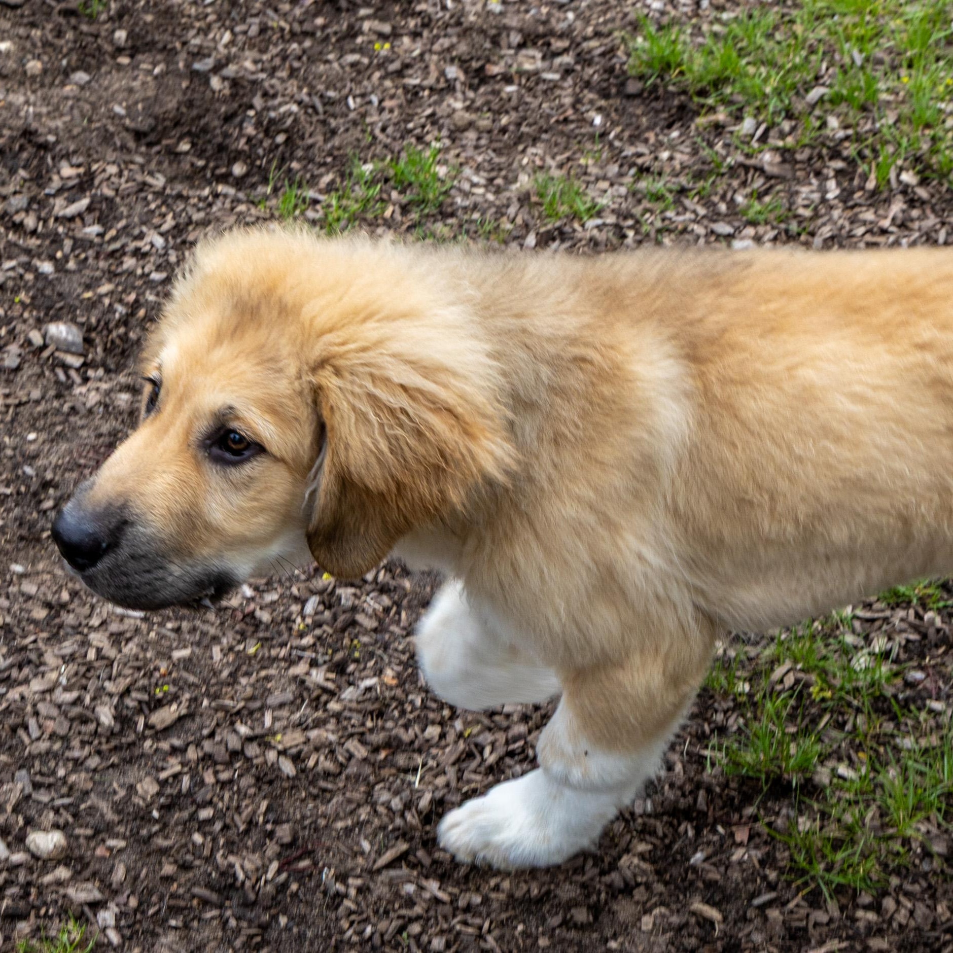 Enlarge Chalupa, an adopted mixed breed in Mount Pleasant, MI image 2/2