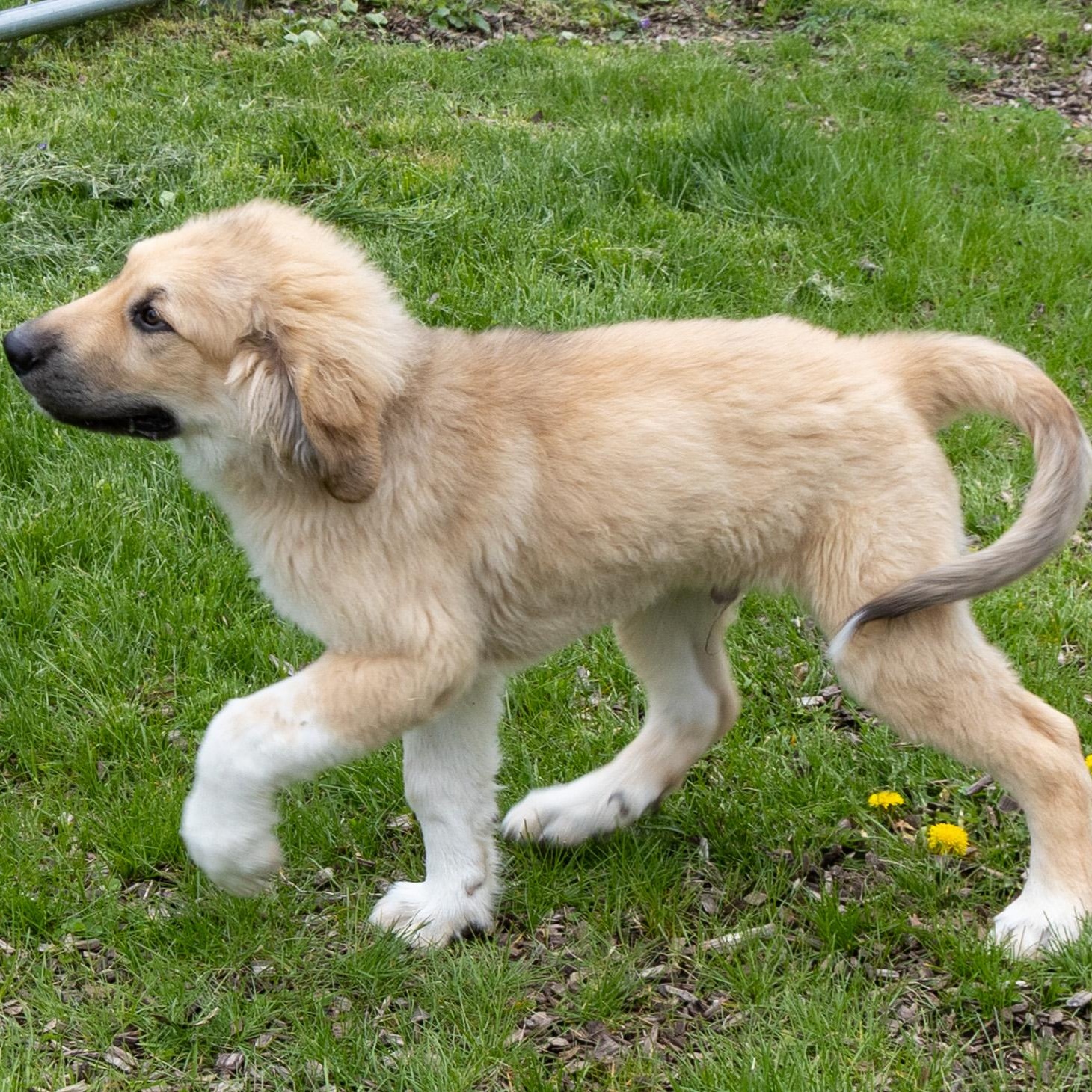Chalupa, adopted, Puppy Male Great Pyrenees & Newfoundland Dog.
