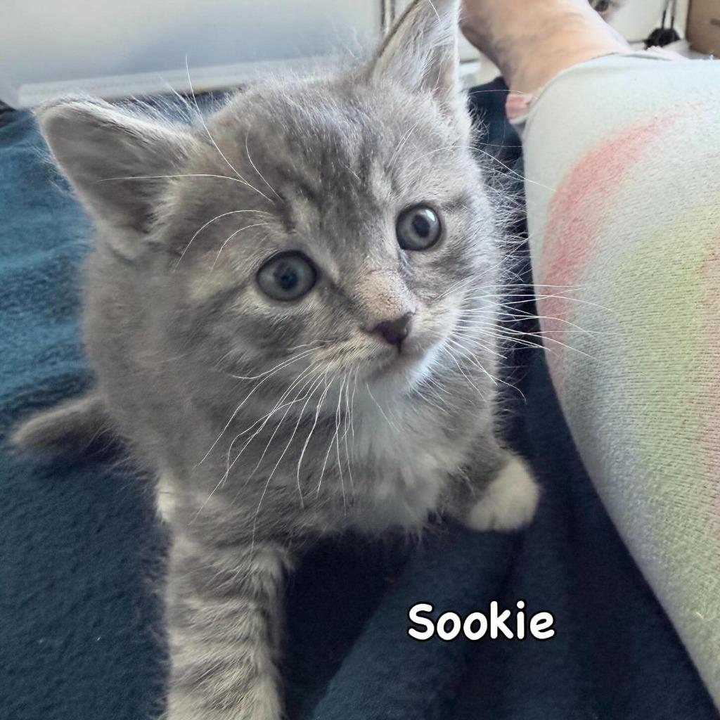 Sookie, Adoptable, Kitten Female Domestic Short Hair.