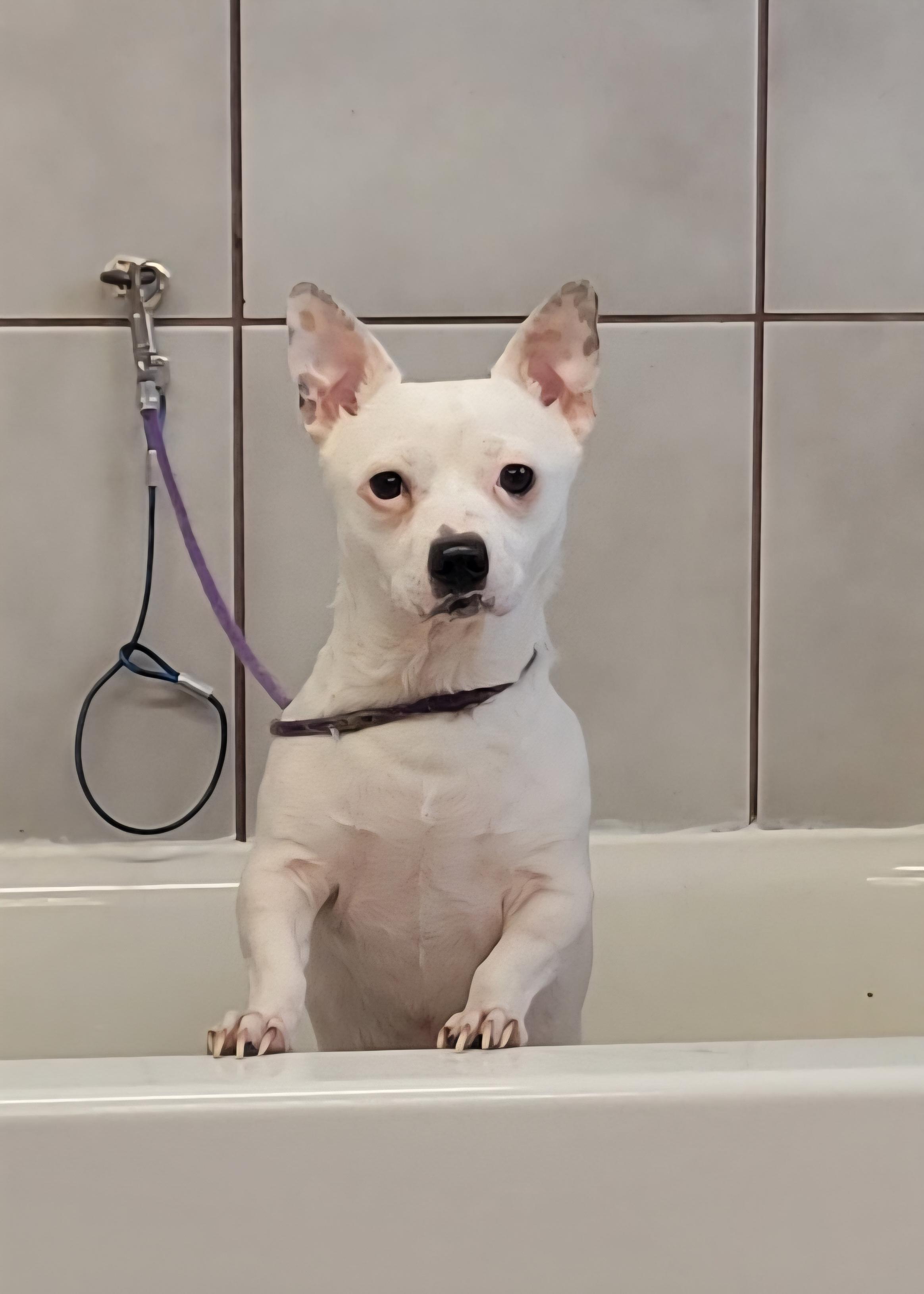 Niya, ADOPTABLE, Adult Female Chihuahua.