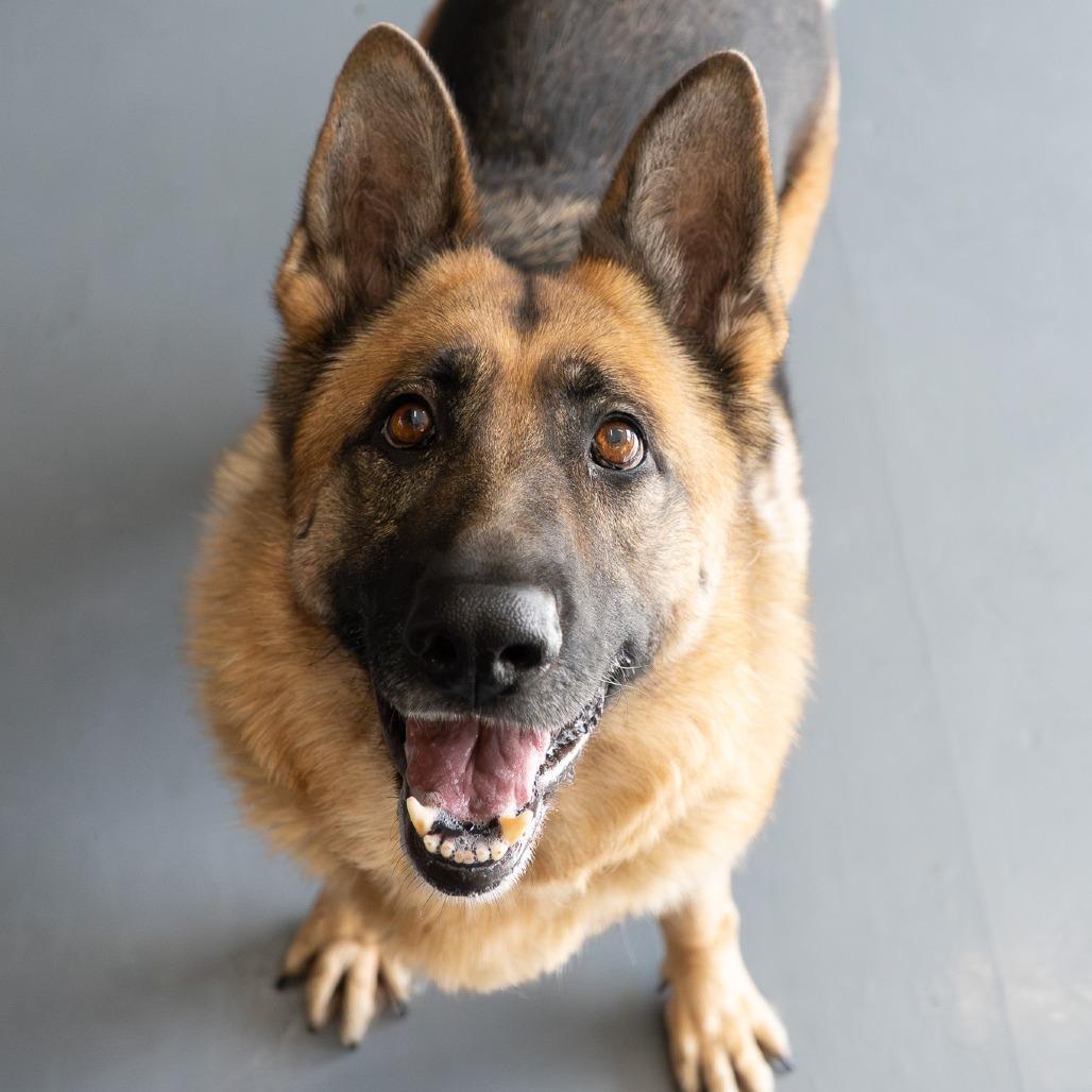 Enlarge Stella, a Adoptable German Shepherd Dog in Tacoma, WA image 1/6