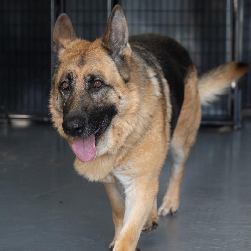 Enlarge Stella, a Adoptable German Shepherd Dog in Tacoma, WA image 2/6