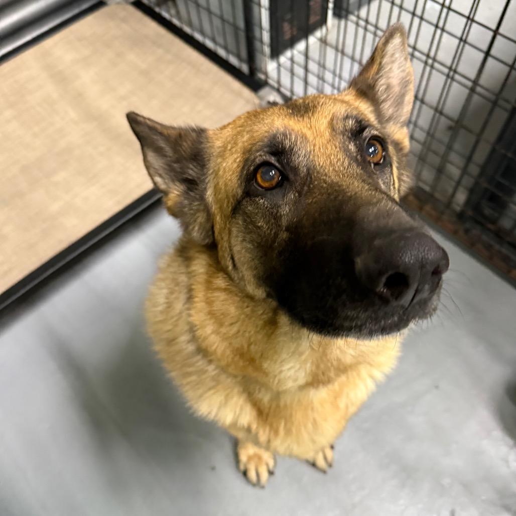 Stella, Adoptable, Adult Female German Shepherd Dog.