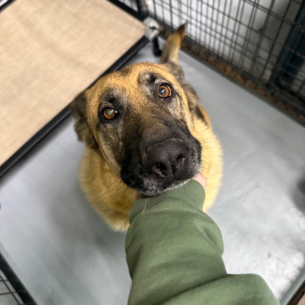 Enlarge Stella, a Adoptable German Shepherd Dog in Tacoma, WA image 2/3