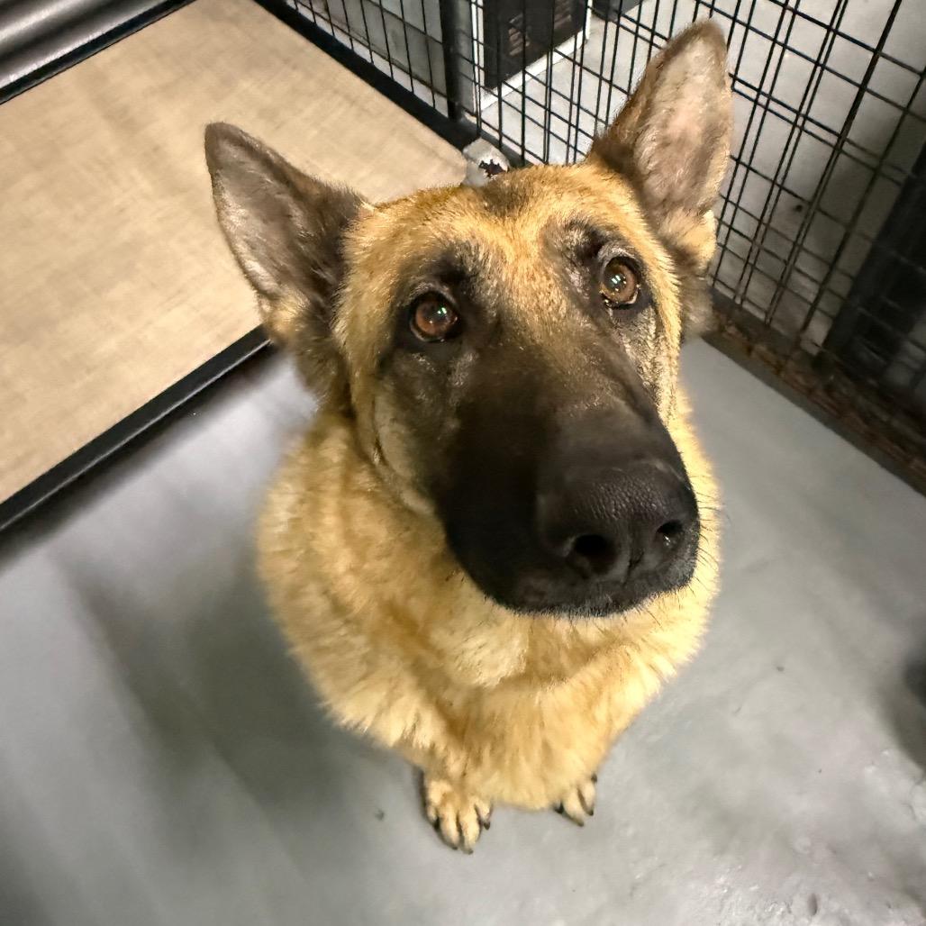 Enlarge Stella, a Adoptable German Shepherd Dog in Tacoma, WA image 3/3