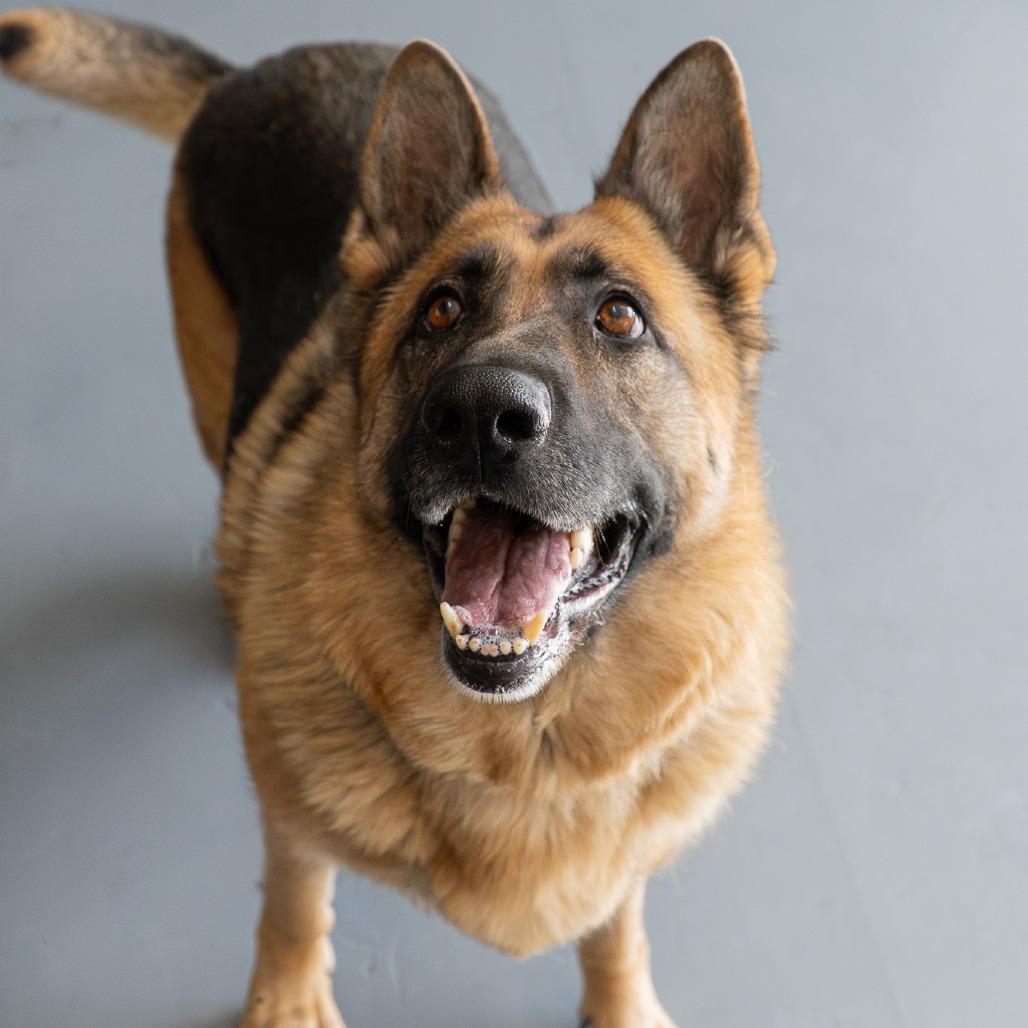 Enlarge Stella, a Adoptable German Shepherd Dog in Tacoma, WA image 6/6