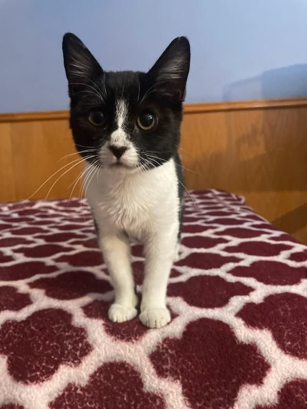 Scarlett, Adult Female Tuxedo