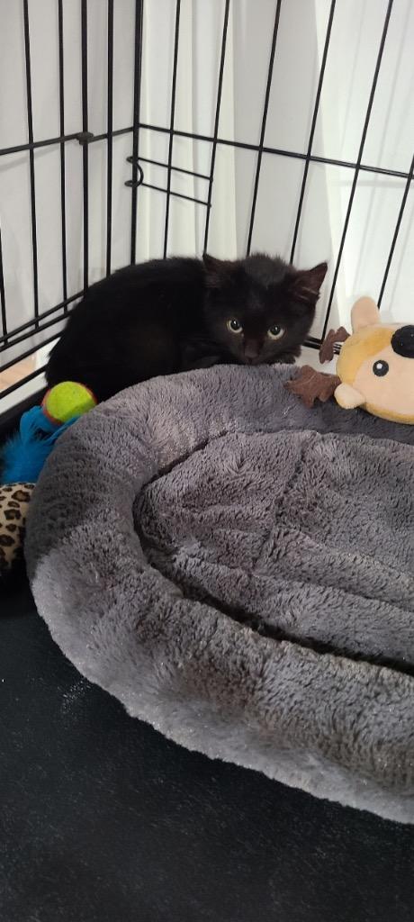 Malibu, Adoptable, Kitten Female Domestic Short Hair.