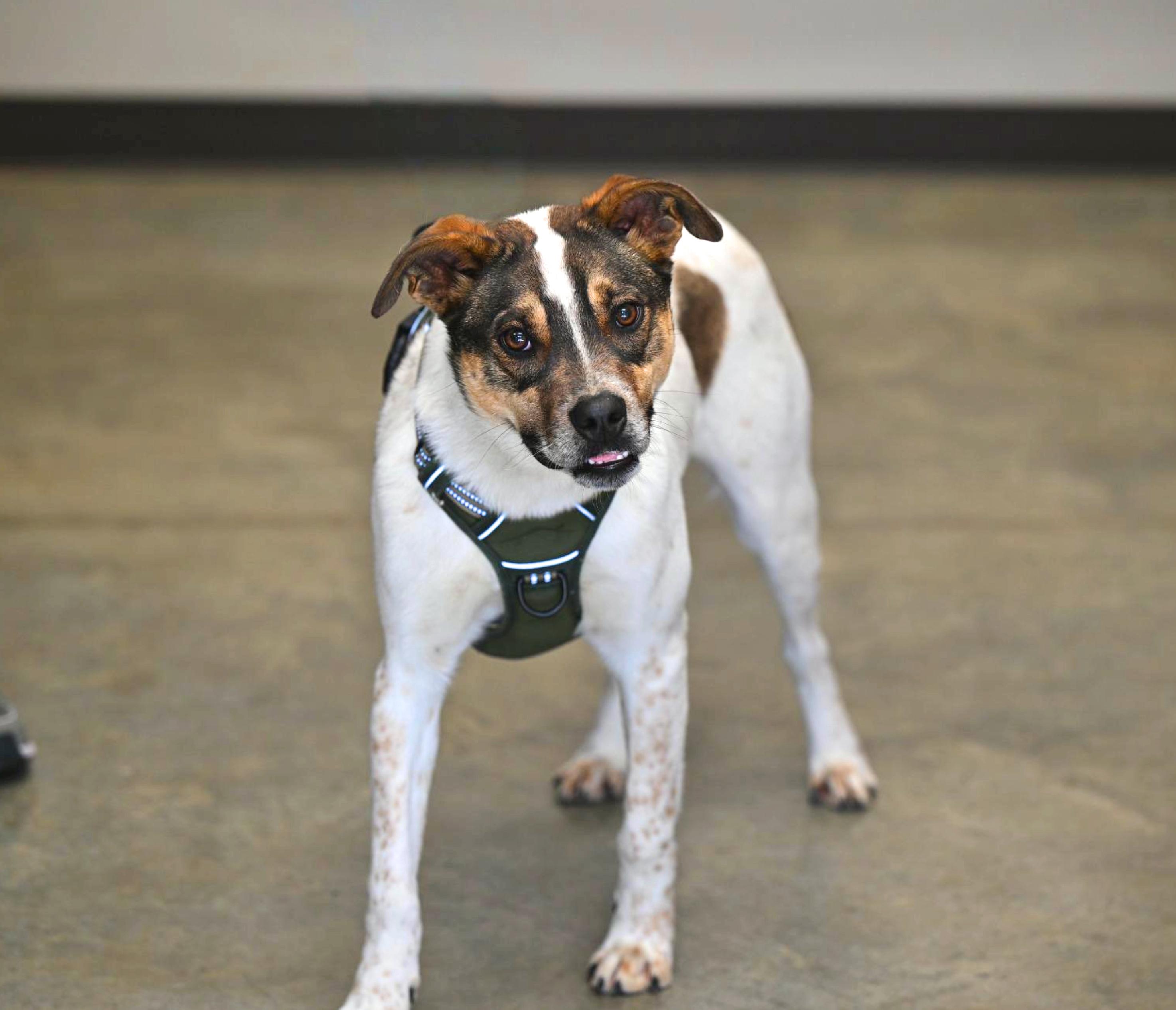 Hugo, Adoptable, Young Male Australian Cattle Dog / Blue Heeler.