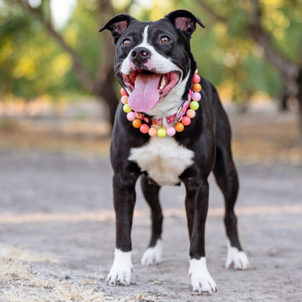 Ziva, Adoptable, Adult Female American Staffordshire Terrier & Mixed Breed.