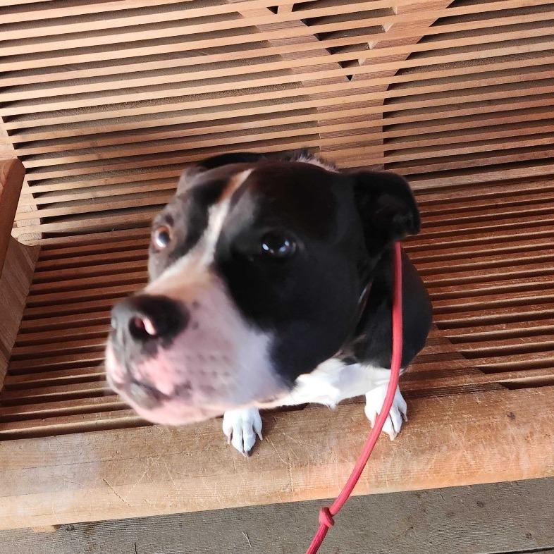 Ziva, a Adoptable mixed breed in Turlock, CA image 2/6