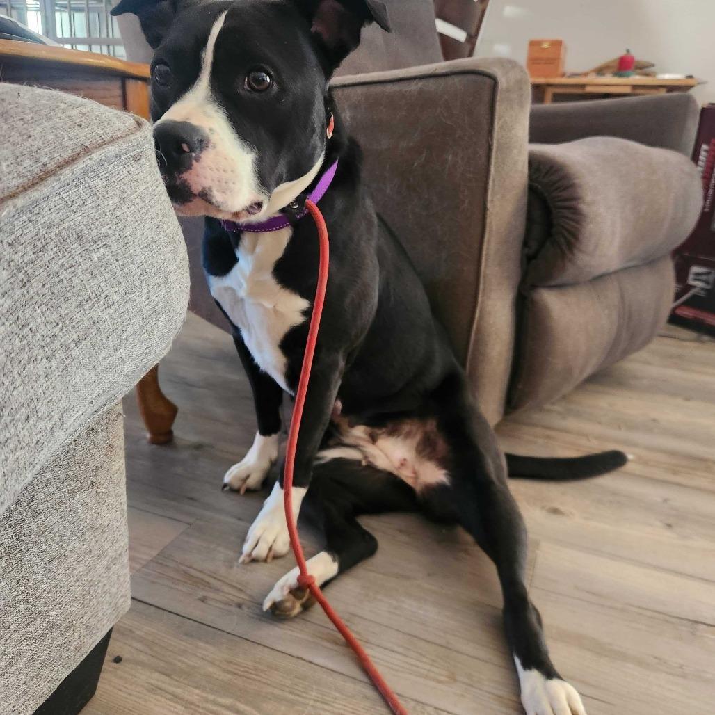 Ziva, a Adoptable mixed breed in Turlock, CA image 3/6