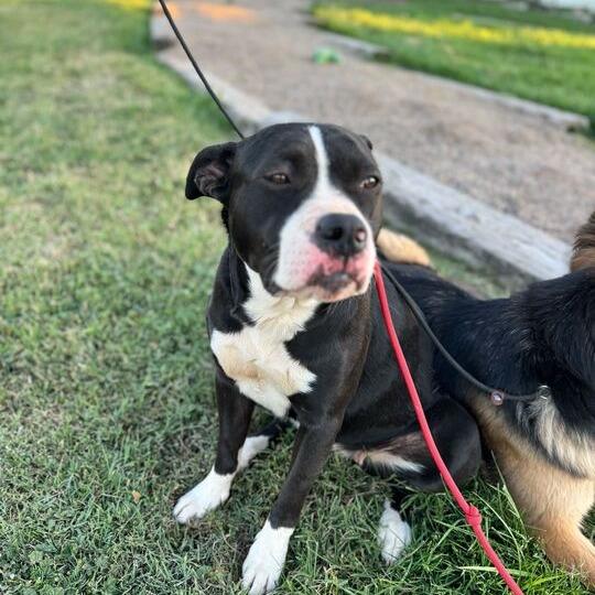 Ziva, a Adoptable mixed breed in Turlock, CA image 4/6