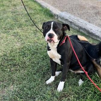 Ziva, a Adoptable mixed breed in Turlock, CA image 5/6