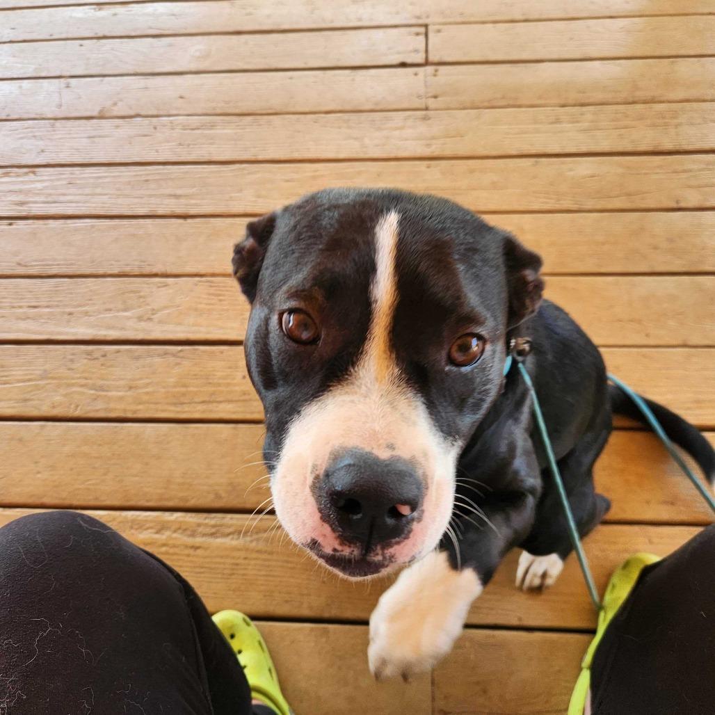 Ziva, a Adoptable mixed breed in Turlock, CA image 6/6