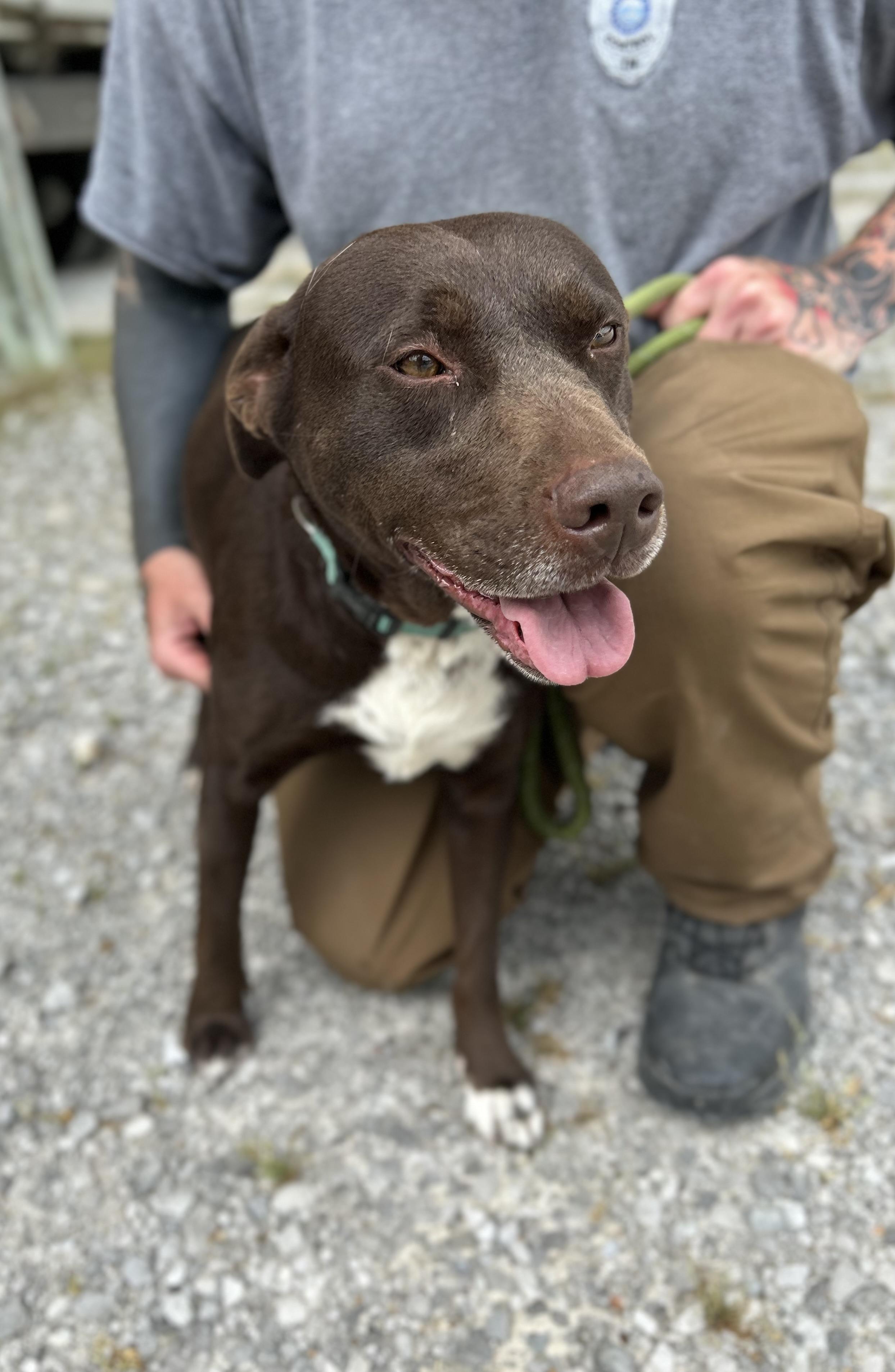 Enlarge Apple, an adopted Chocolate Labrador Retriever in Manchester, TN image 4/6