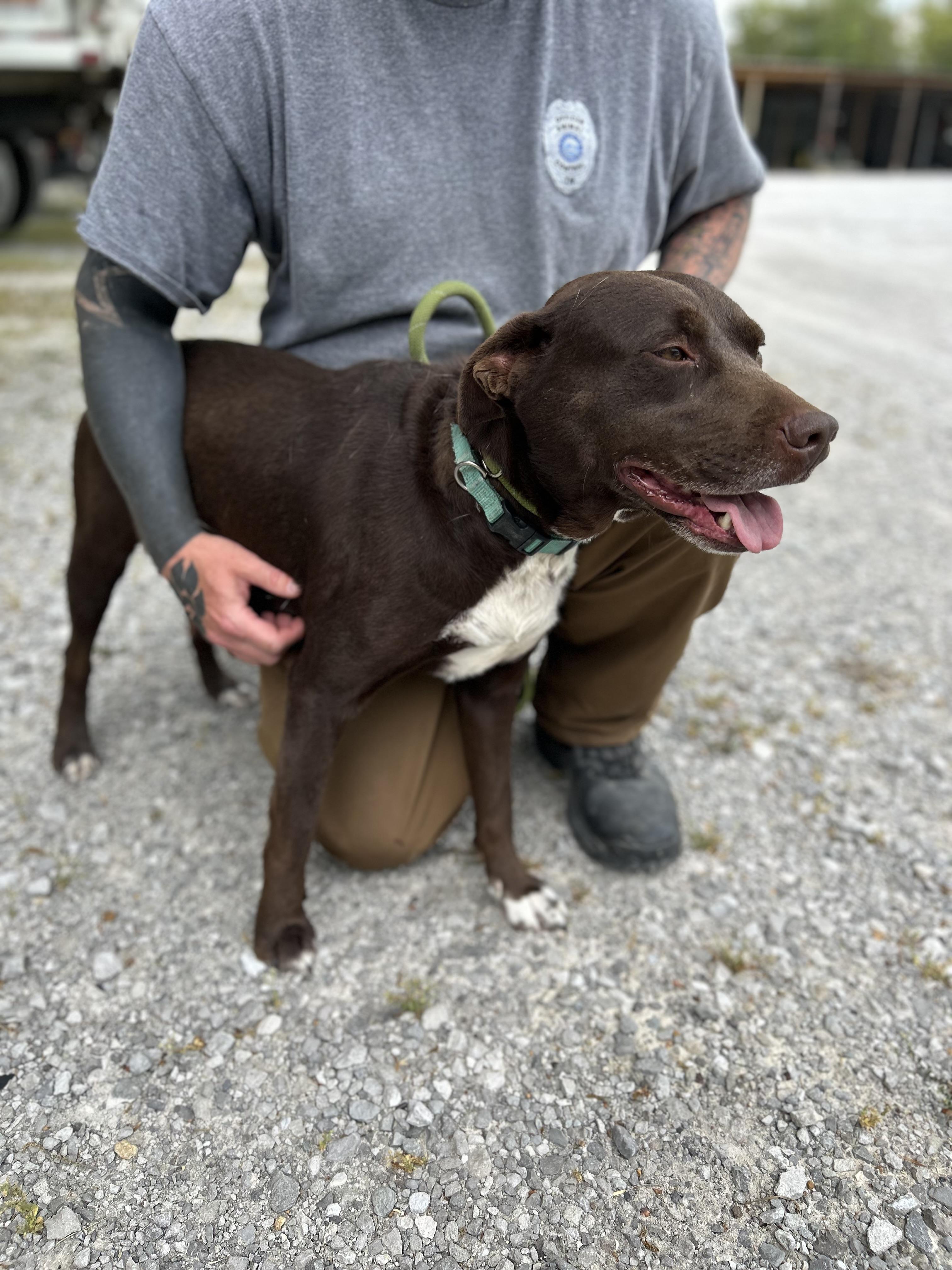 Enlarge Apple, an adopted Chocolate Labrador Retriever in Manchester, TN image 6/6