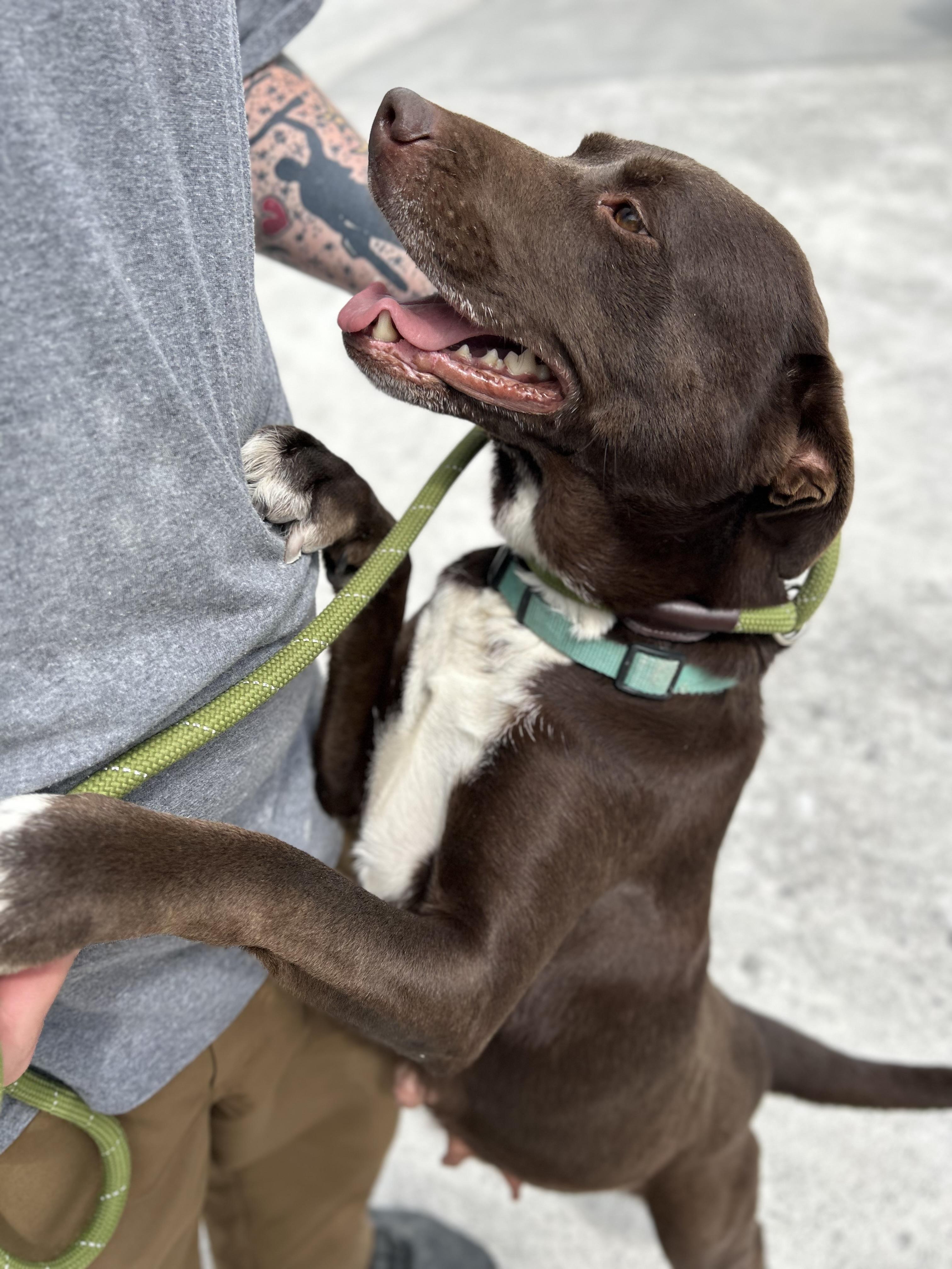 Enlarge Apple, an adopted Chocolate Labrador Retriever in Manchester, TN image 2/6