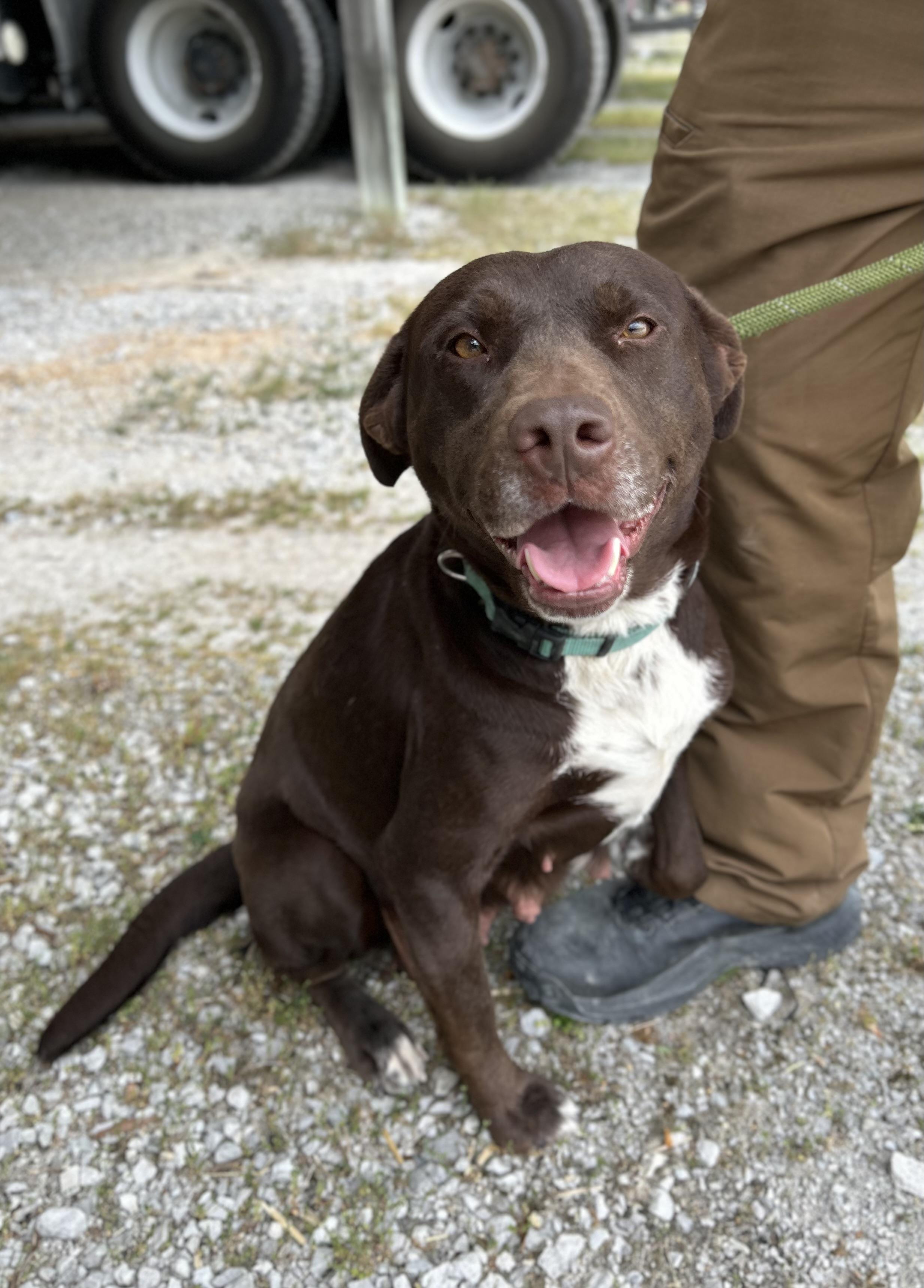 Apple, adopted, Young Female Chocolate Labrador Retriever.