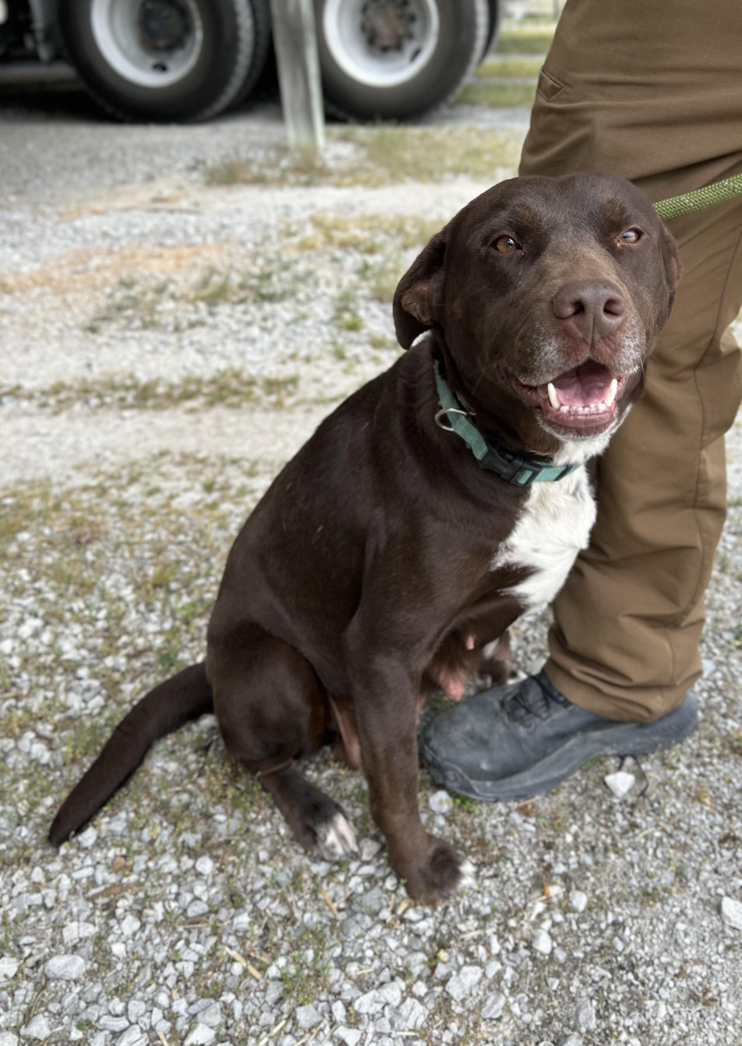 Enlarge Apple, an adopted Chocolate Labrador Retriever in Manchester, TN image 5/6