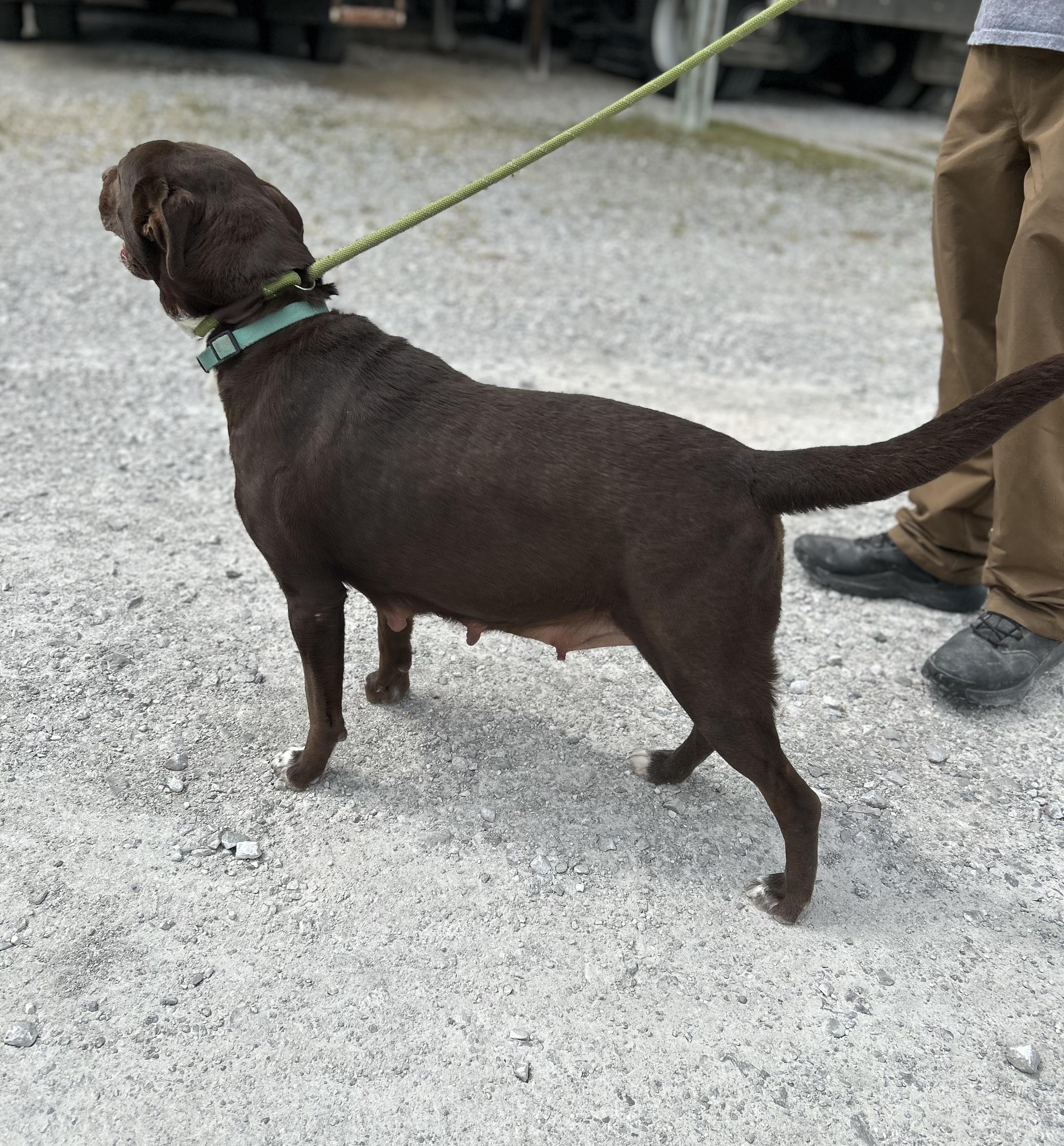 Enlarge Apple, an adopted Chocolate Labrador Retriever in Manchester, TN image 3/6