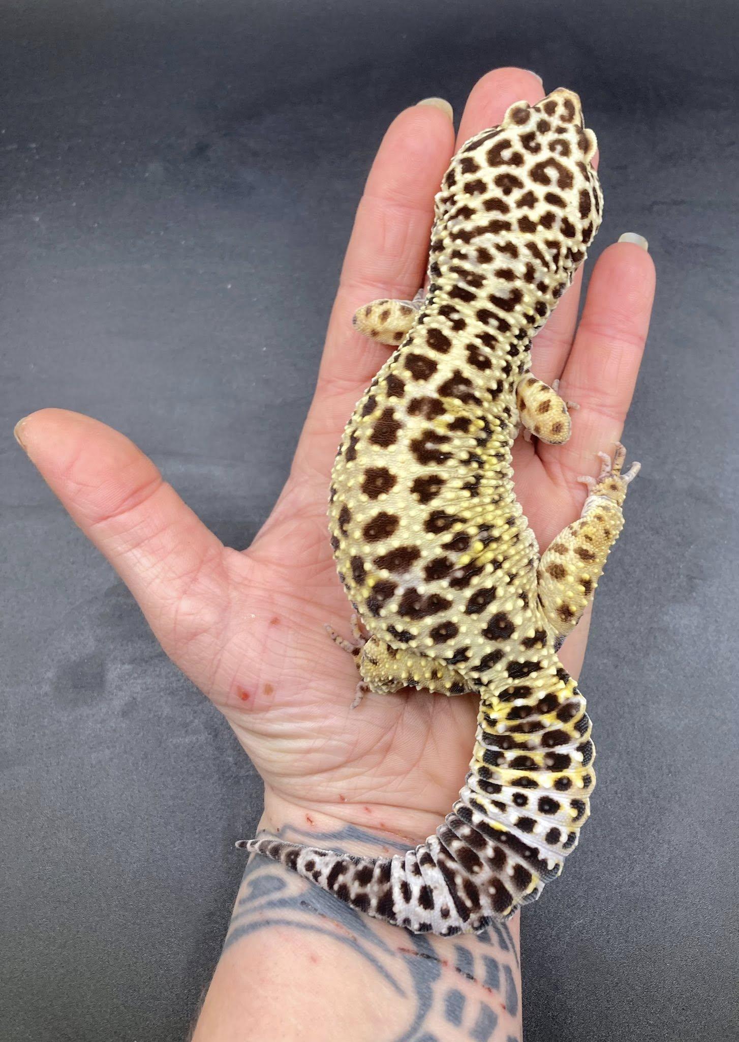 Geralt, a ADOPTABLE Gecko in Palmerton, PA image 3/4