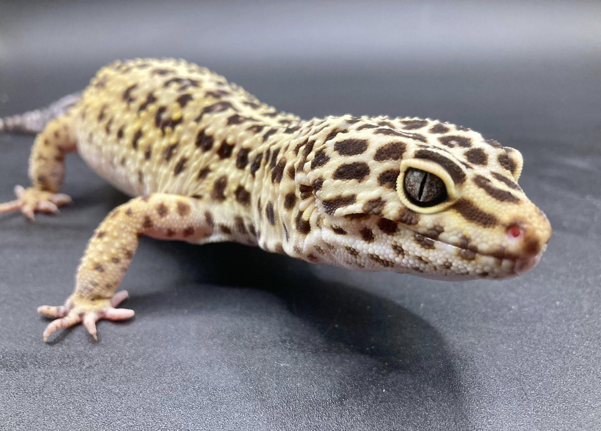 Geralt, a ADOPTABLE Gecko in Palmerton, PA image 2/4