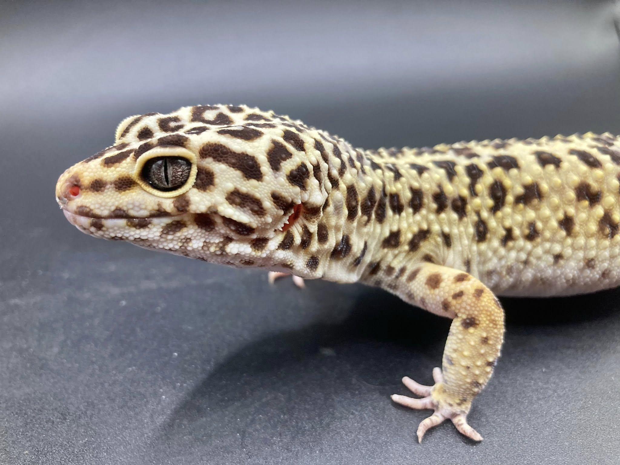 Geralt, a ADOPTABLE Gecko in Palmerton, PA image 1/4