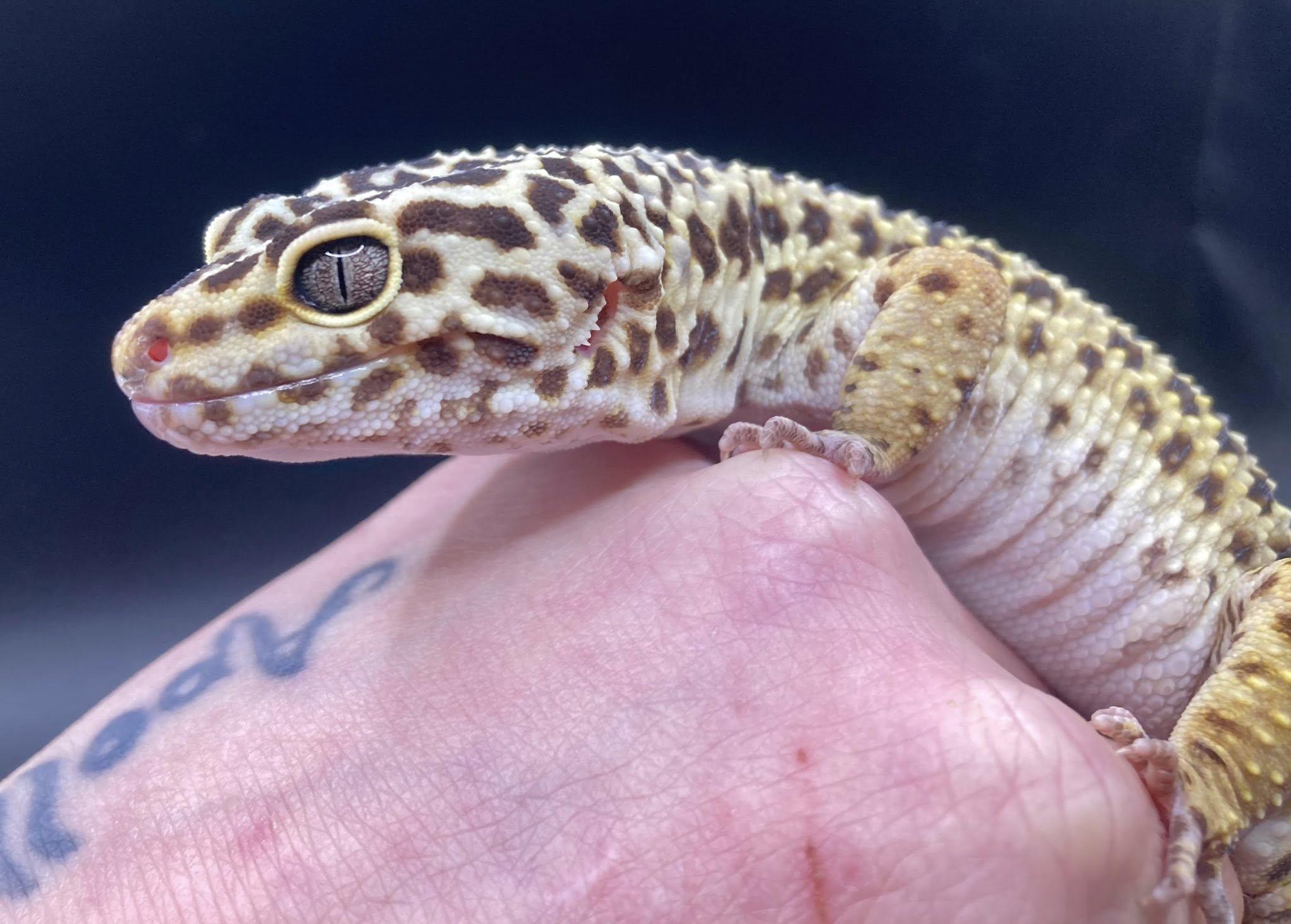 Geralt, a ADOPTABLE Gecko in Palmerton, PA image 4/4