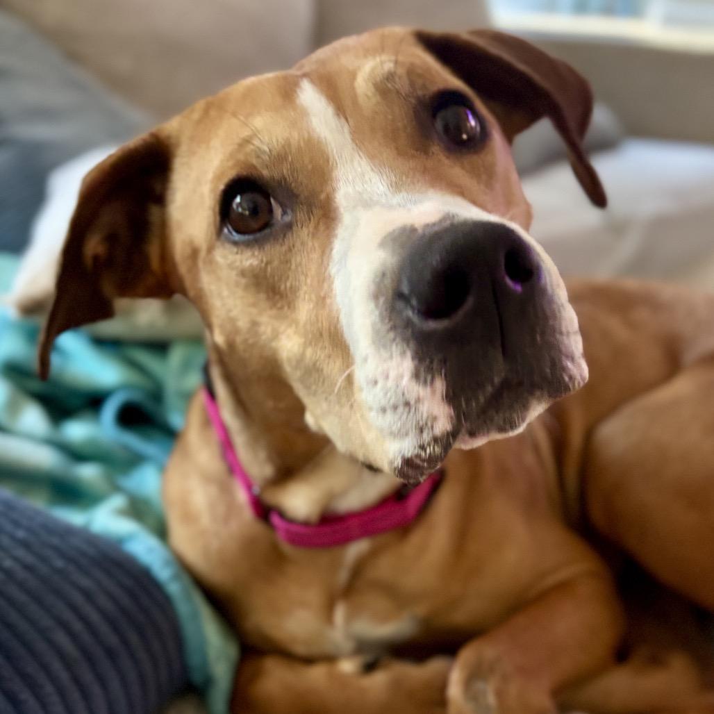 Ruby, Adoptable, Young Female Labrador Retriever & Mixed Breed.
