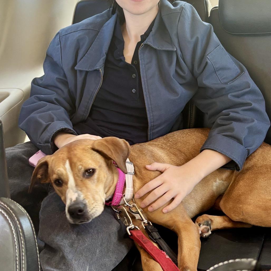 Enlarge Ruby, a Adoptable mixed breed in O'Fallon, MO image 2/5