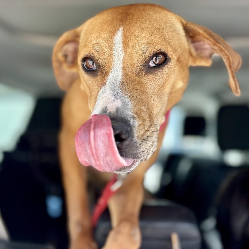 Enlarge Ruby, a Adoptable mixed breed in O'Fallon, MO image 3/5