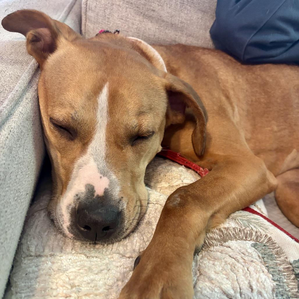 Enlarge Ruby, a Adoptable mixed breed in O'Fallon, MO image 4/5