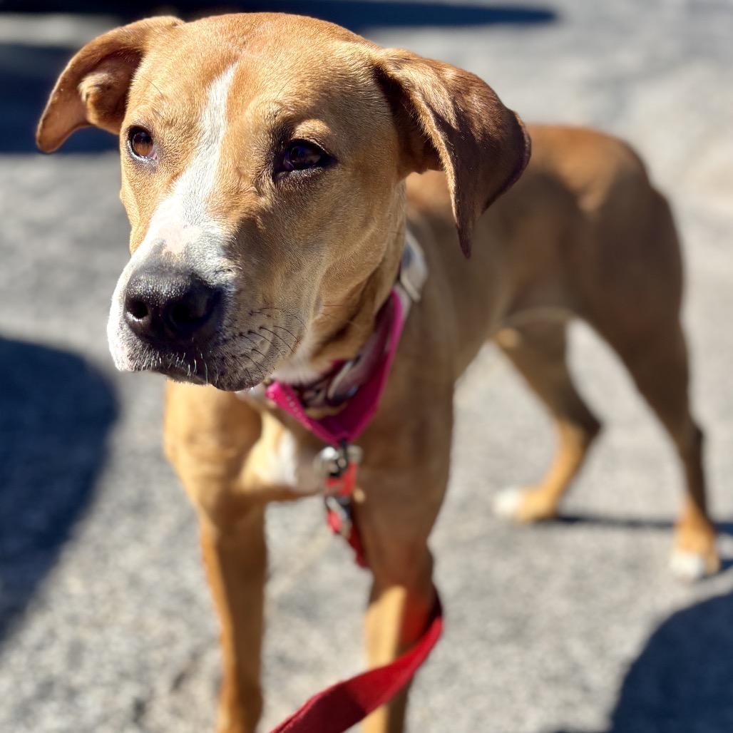 Enlarge Ruby, a Adoptable mixed breed in O'Fallon, MO image 5/5