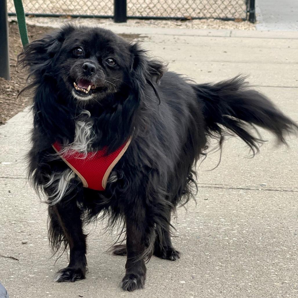 Meredith — thumbnail 2